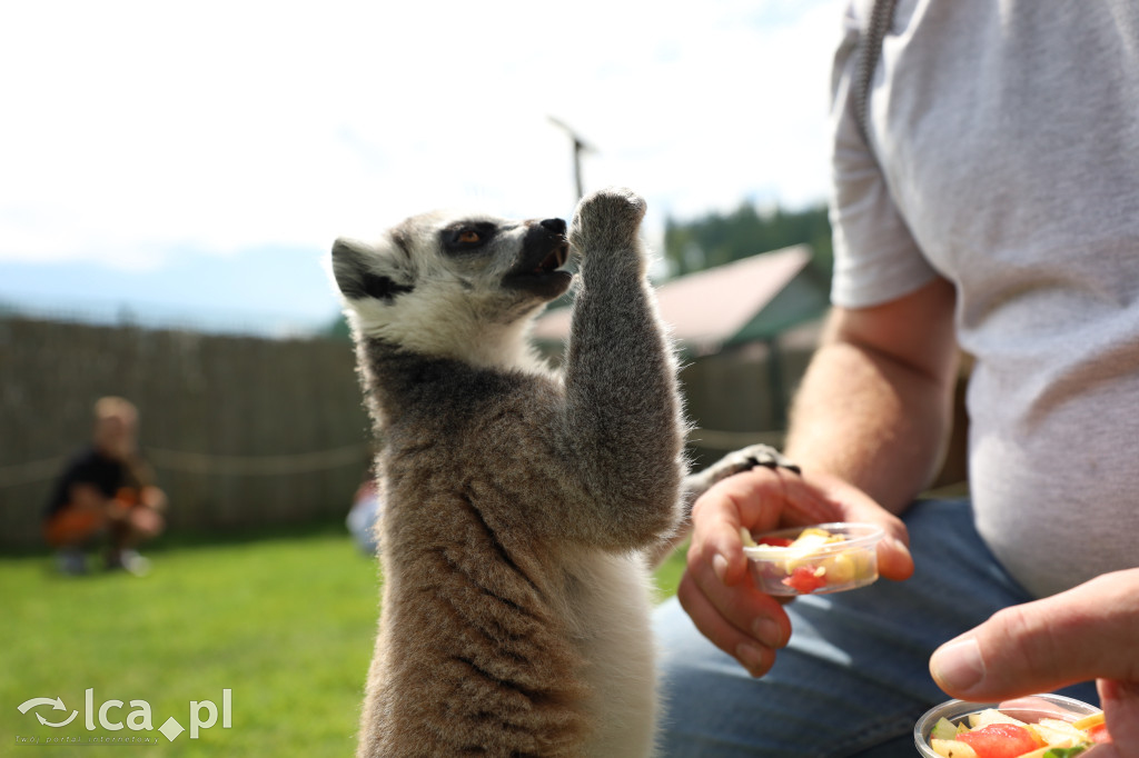 ZOO Łączna – niezwykły świat zwierząt w obiektywie