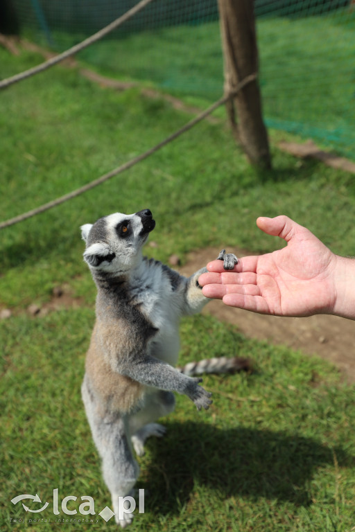 ZOO Łączna – niezwykły świat zwierząt w obiektywie