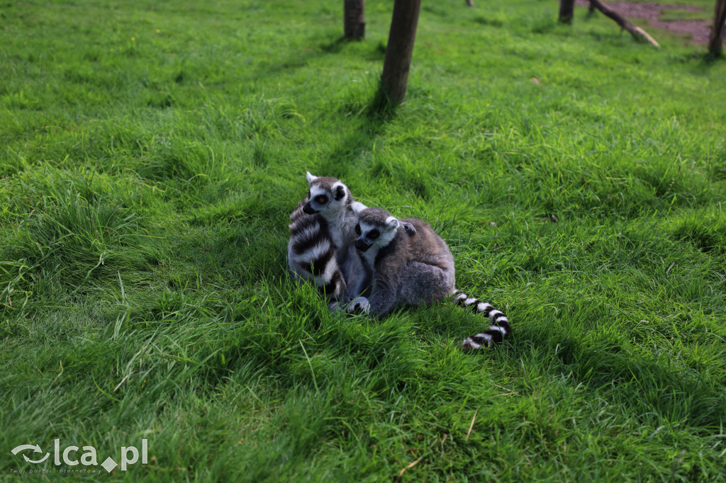 ZOO Łączna – niezwykły świat zwierząt w obiektywie