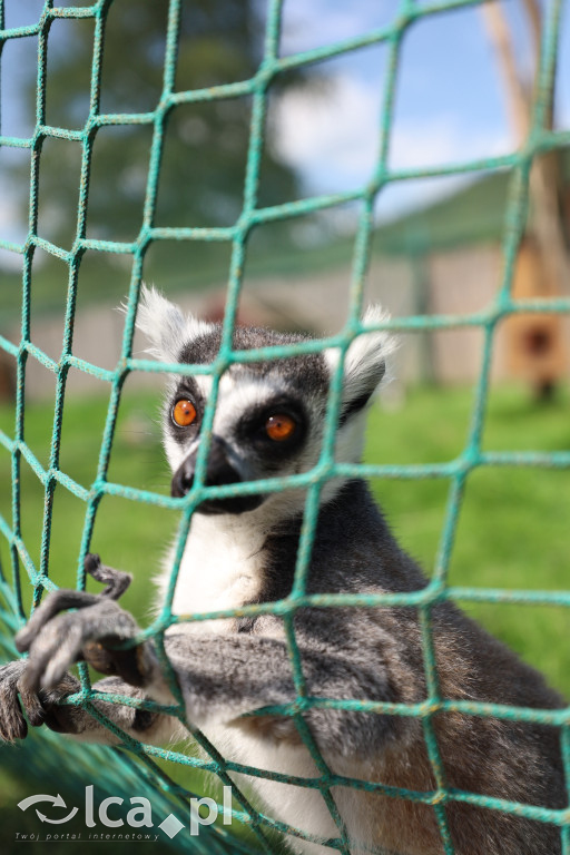 ZOO Łączna – niezwykły świat zwierząt w obiektywie