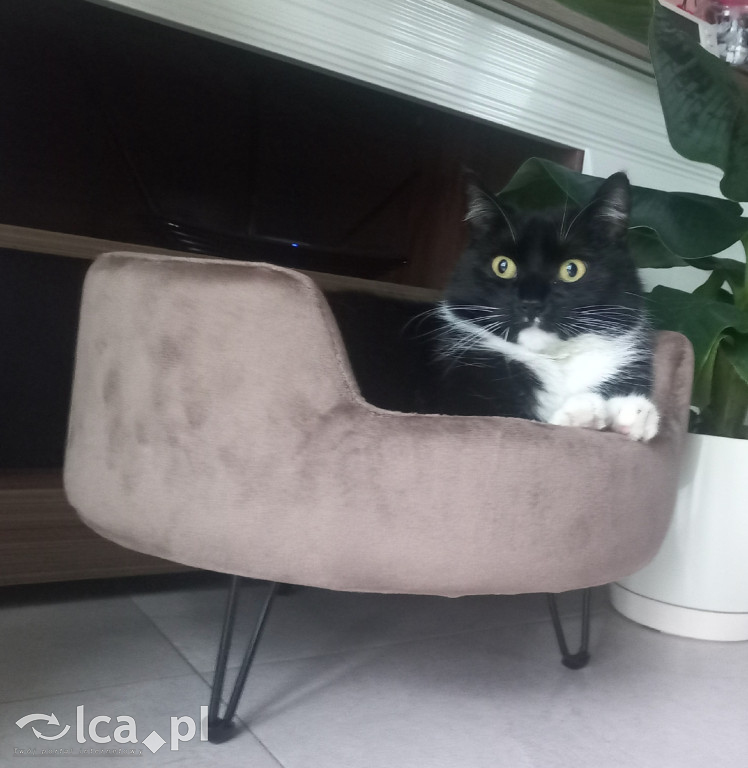 Koty w obiektywie – galeria na Międzynarodowy Dzień Kota