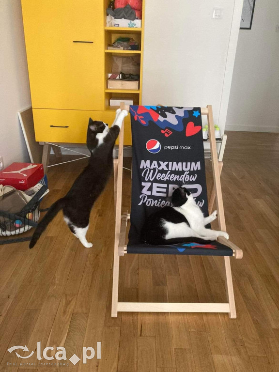 Koty w obiektywie – galeria na Międzynarodowy Dzień Kota