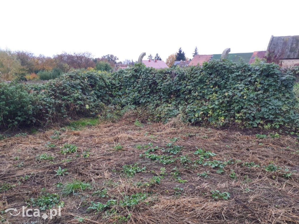 Ziemia kryła ten grób przez 80 lat