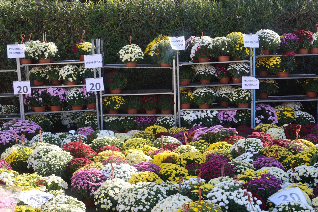 Wszystkich Świętych w Legnicy – wzmożony ruch