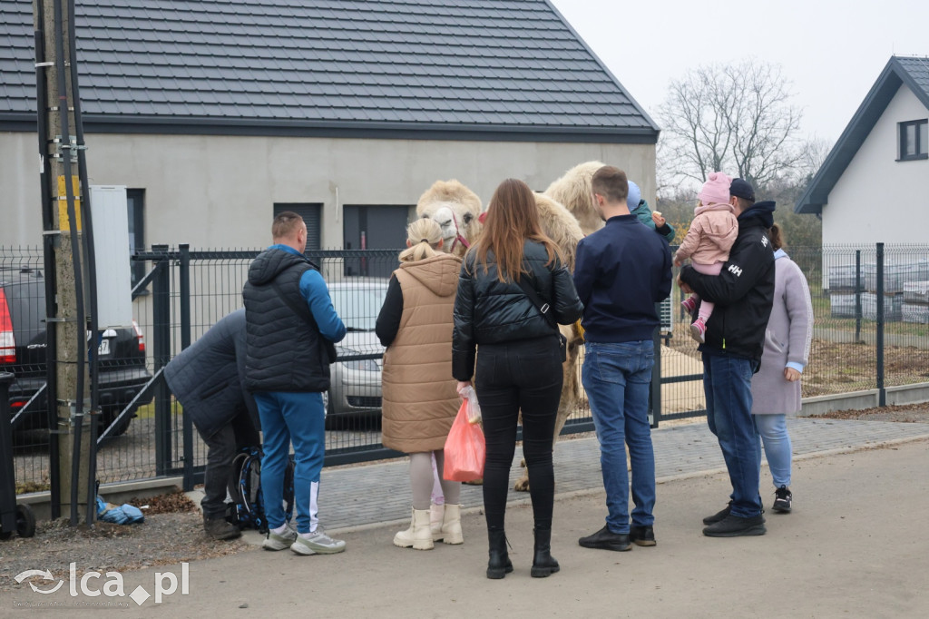 Niedzielny targ zdrowej żywności w Bartoszowie