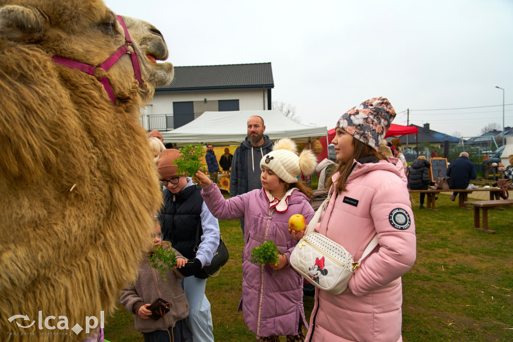 V Jarmark w Bartoszowie przyciągnął tłumy