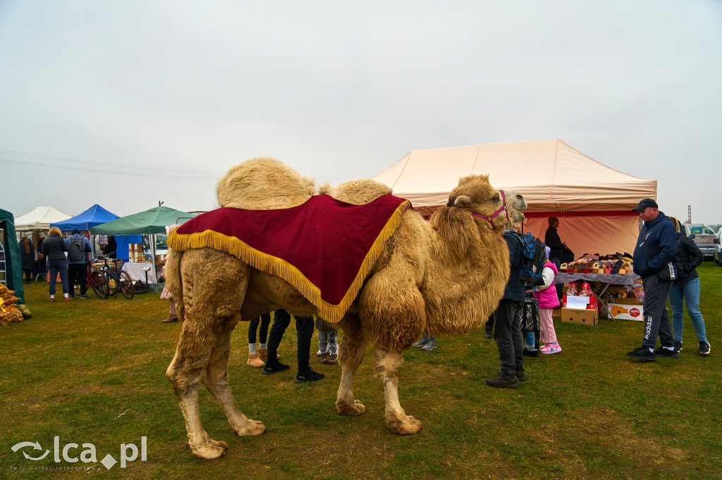 V Jarmark w Bartoszowie przyciągnął tłumy