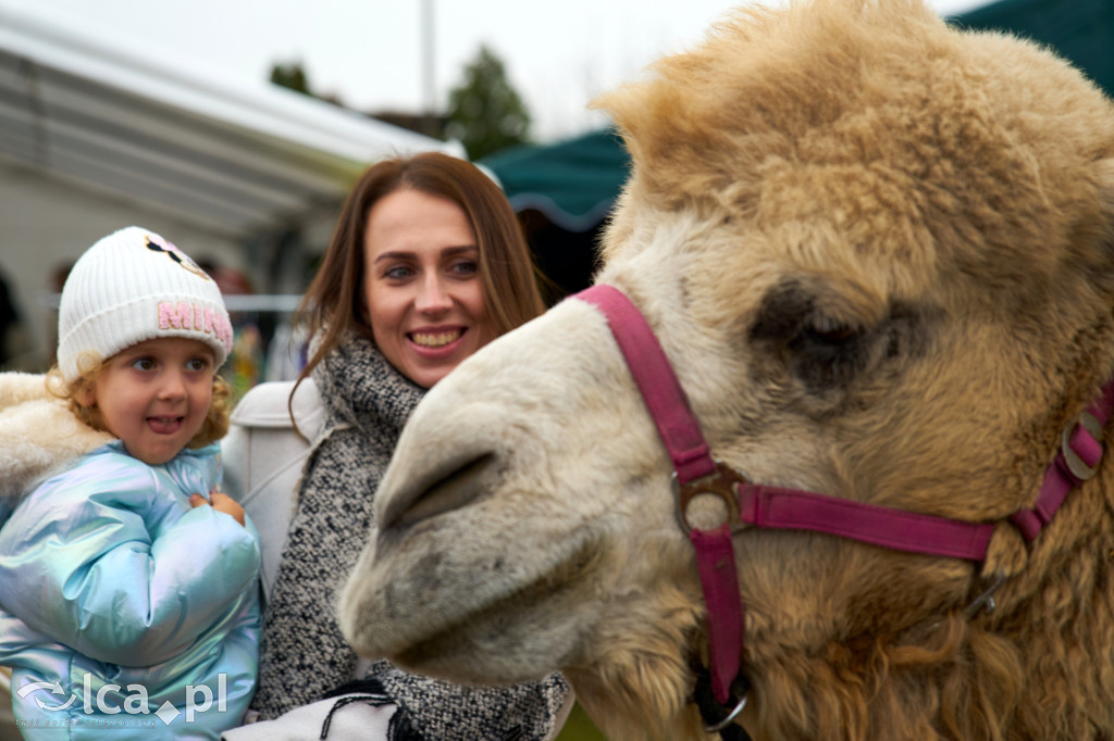 V Jarmark w Bartoszowie przyciągnął tłumy