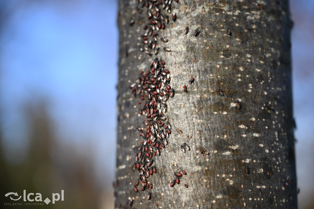 Spacer między ciszą a historią