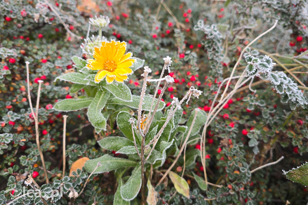 Pierwsze oznaki zimy w Legnicy