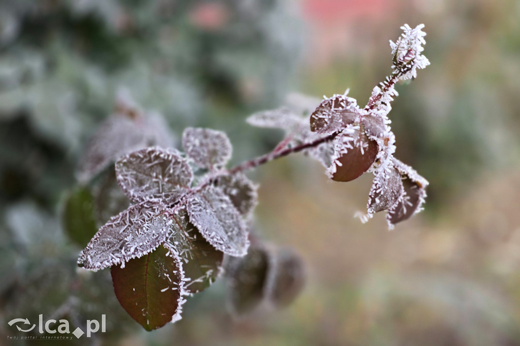 Pierwsze oznaki zimy w Legnicy