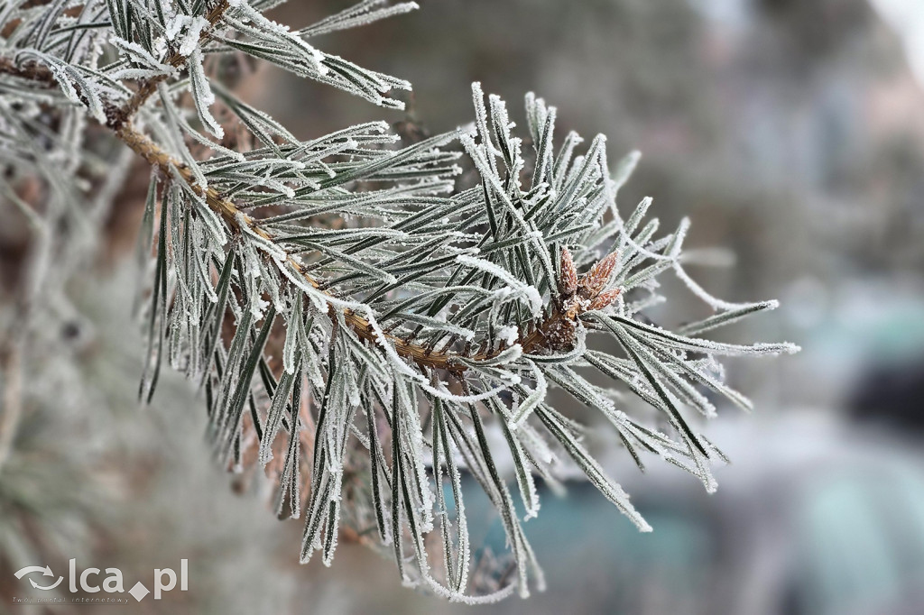 Pierwsze oznaki zimy w Legnicy