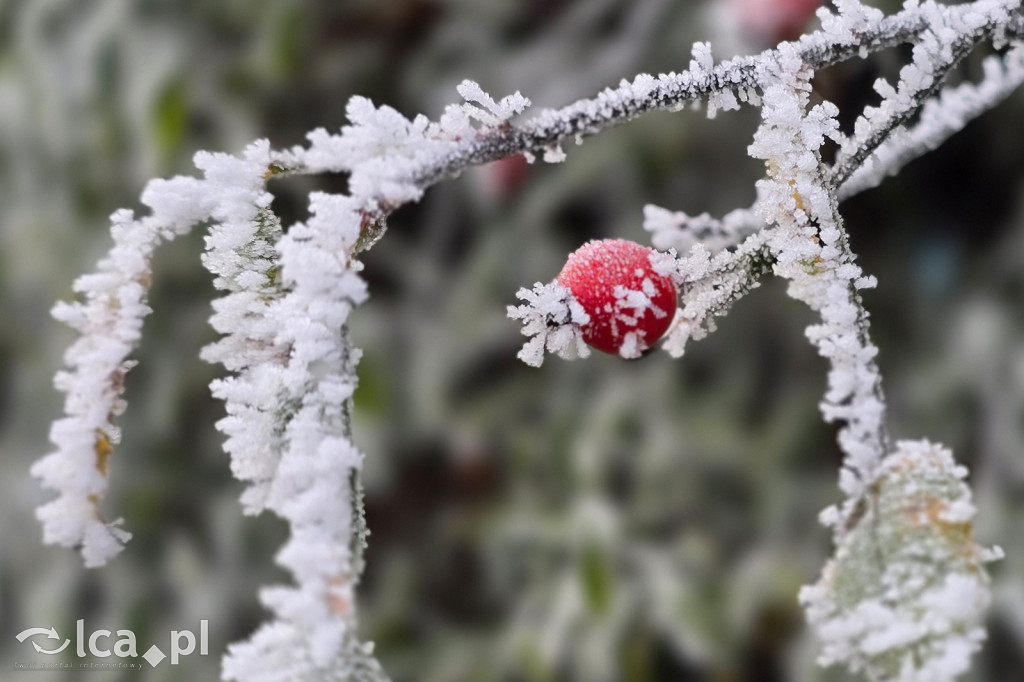 Pierwsze oznaki zimy w Legnicy