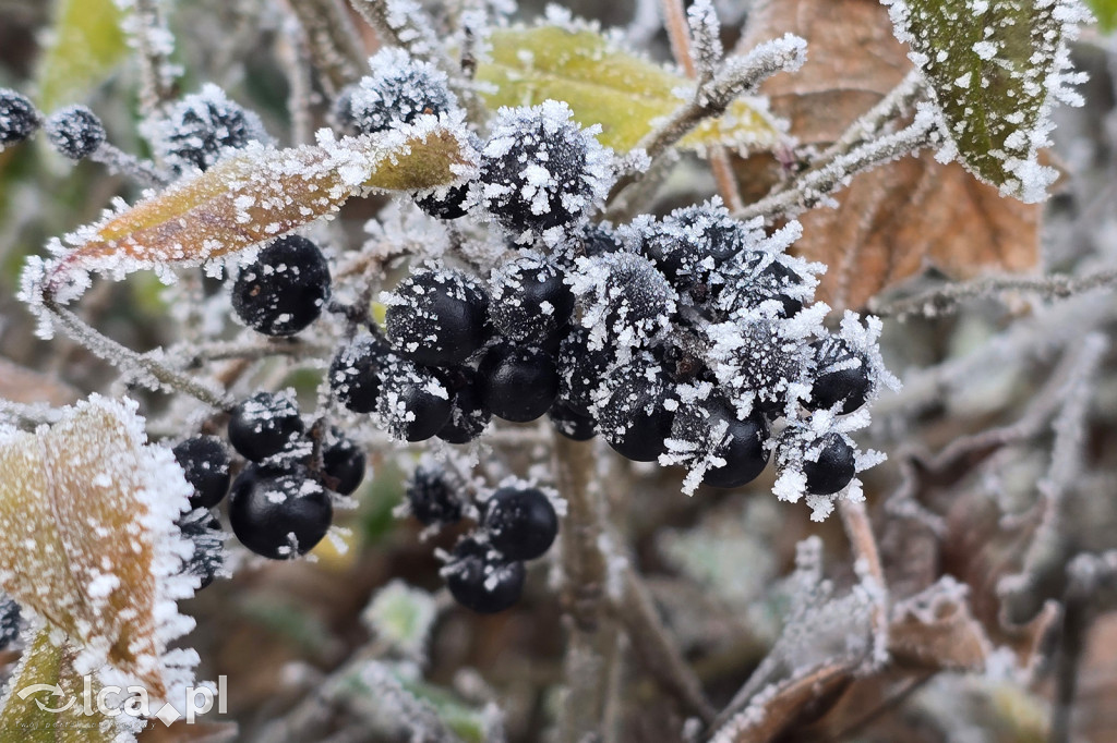 Pierwsze oznaki zimy w Legnicy