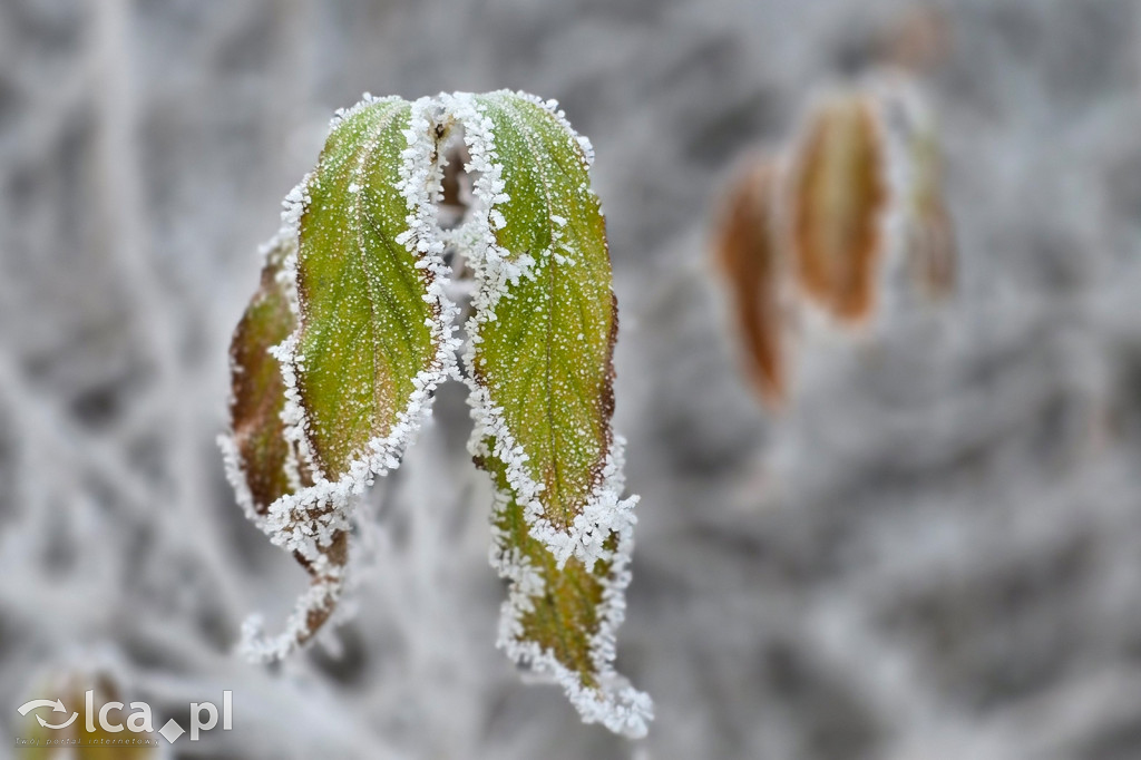 Pierwsze oznaki zimy w Legnicy