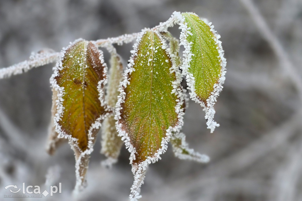 Pierwsze oznaki zimy w Legnicy