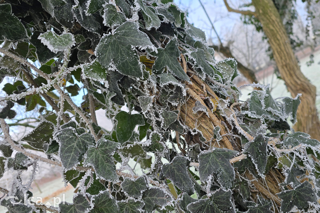 Pierwsze oznaki zimy w Legnicy