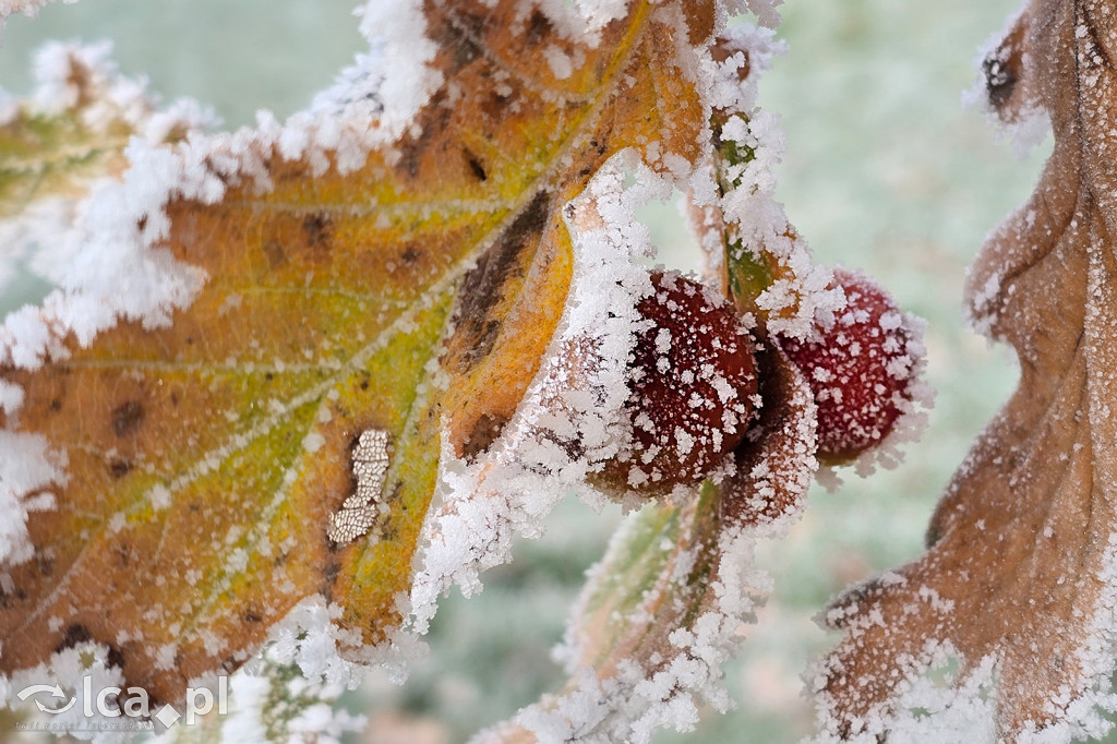 Pierwsze oznaki zimy w Legnicy