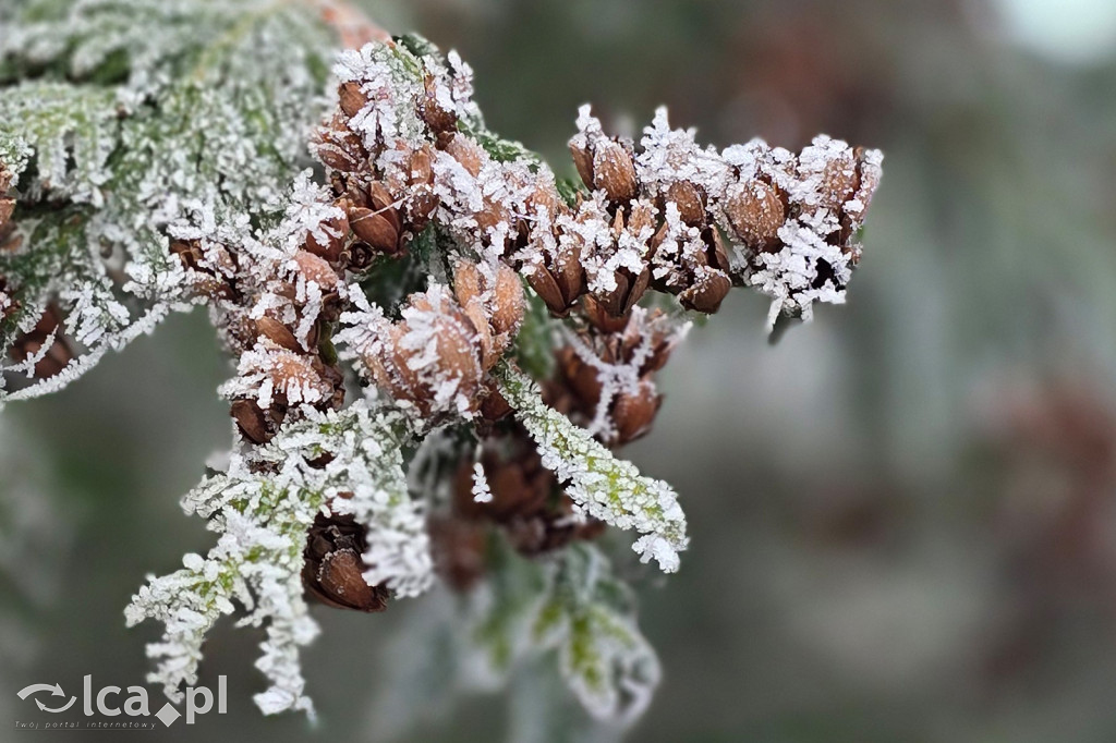 Pierwsze oznaki zimy w Legnicy