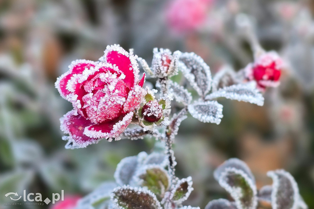 Pierwsze oznaki zimy w Legnicy