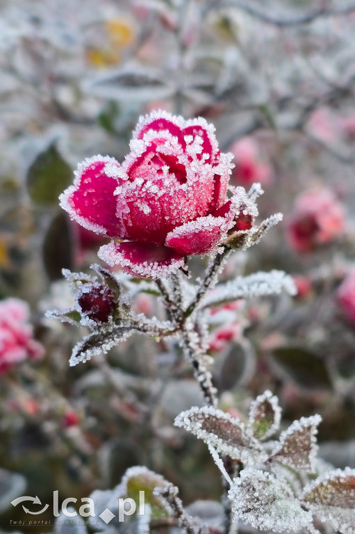 Pierwsze oznaki zimy w Legnicy