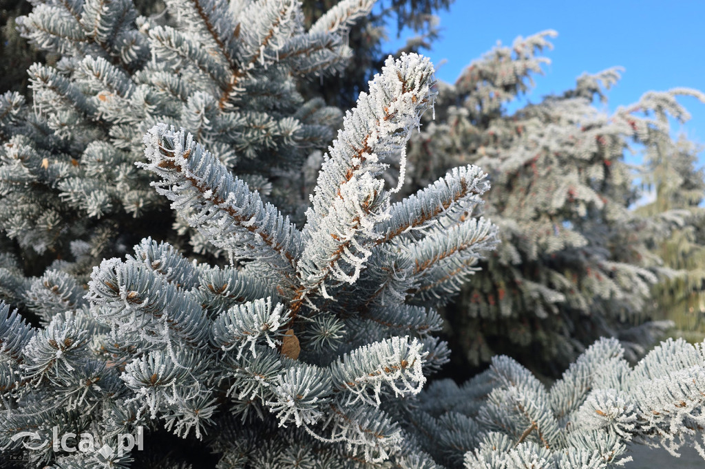 Pierwsze oznaki zimy w Legnicy