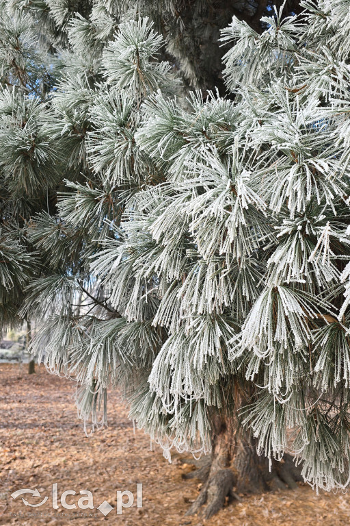Pierwsze oznaki zimy w Legnicy