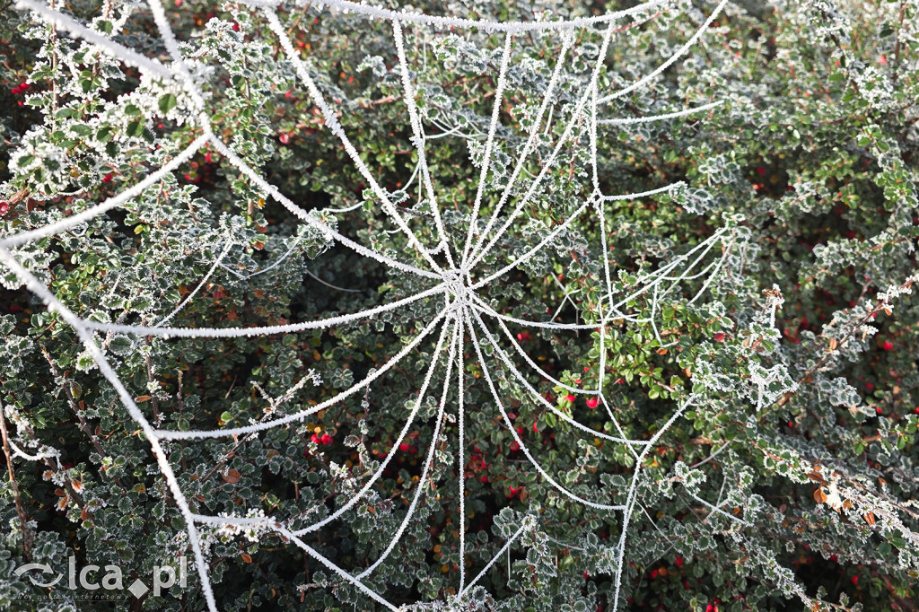 Pierwsze oznaki zimy w Legnicy