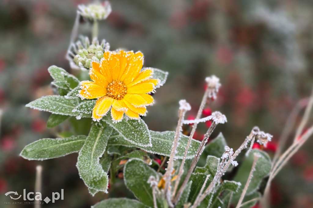 Pierwsze oznaki zimy w Legnicy