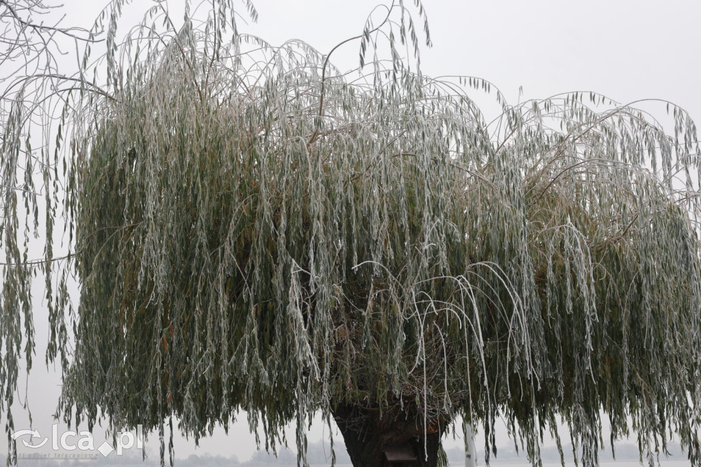 Szadź nad jeziorem i na brzegach Kaczawy