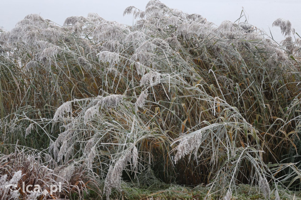 Szadź nad jeziorem i na brzegach Kaczawy