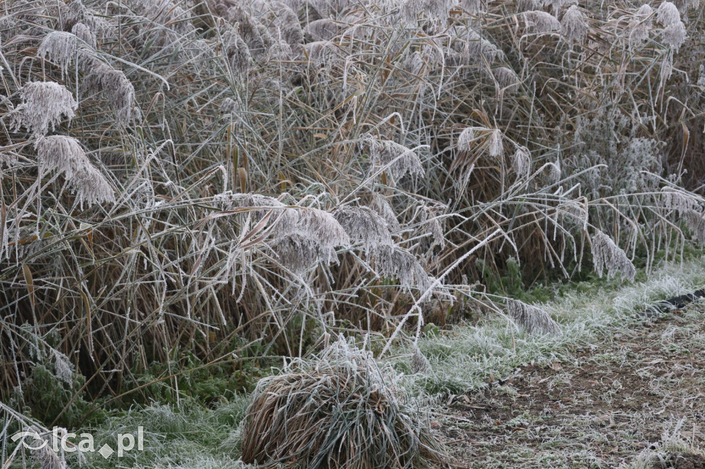 Szadź nad jeziorem i na brzegach Kaczawy