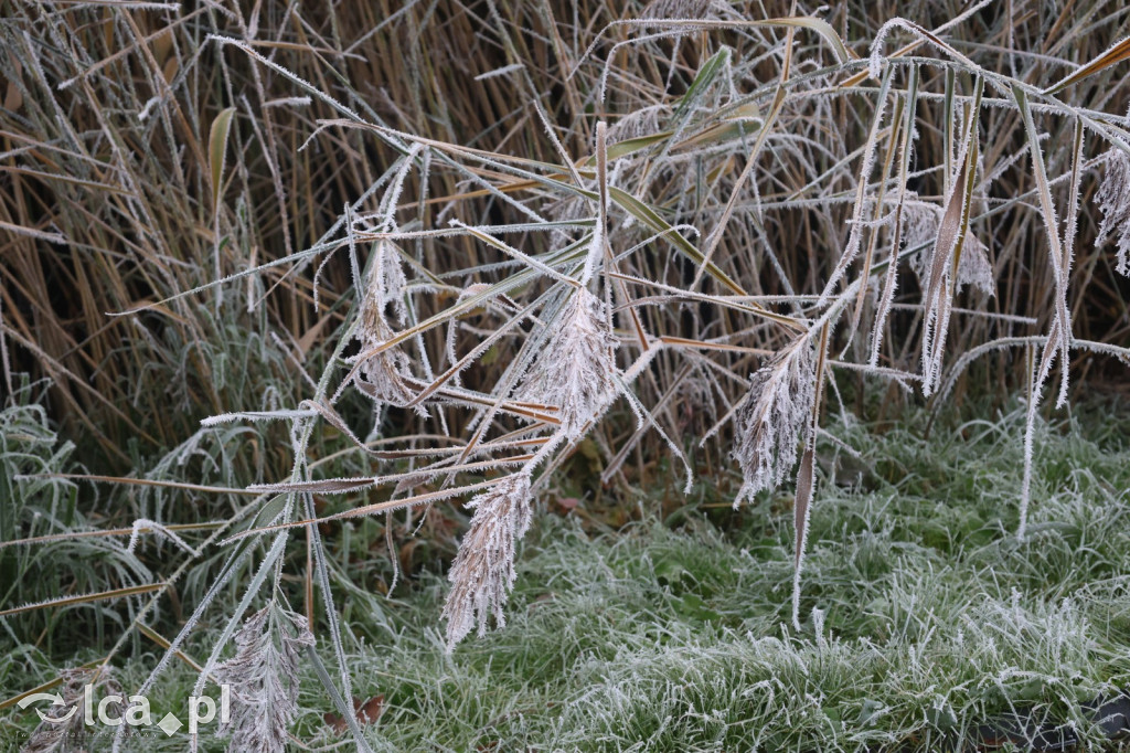 Szadź nad jeziorem i na brzegach Kaczawy