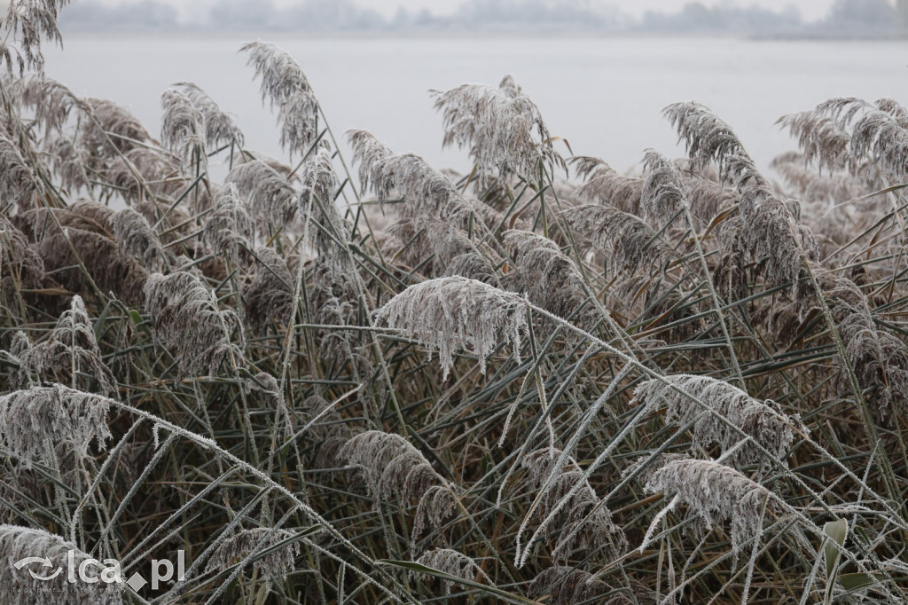Szadź nad jeziorem i na brzegach Kaczawy