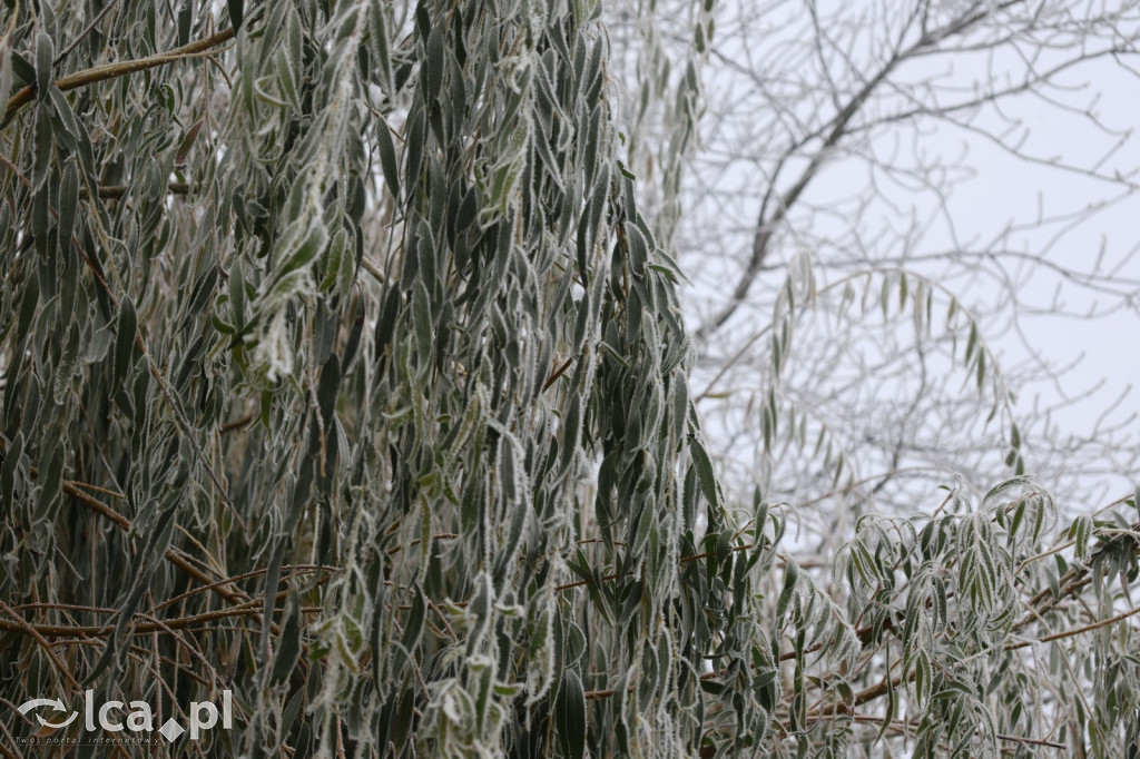 Szadź nad jeziorem i na brzegach Kaczawy