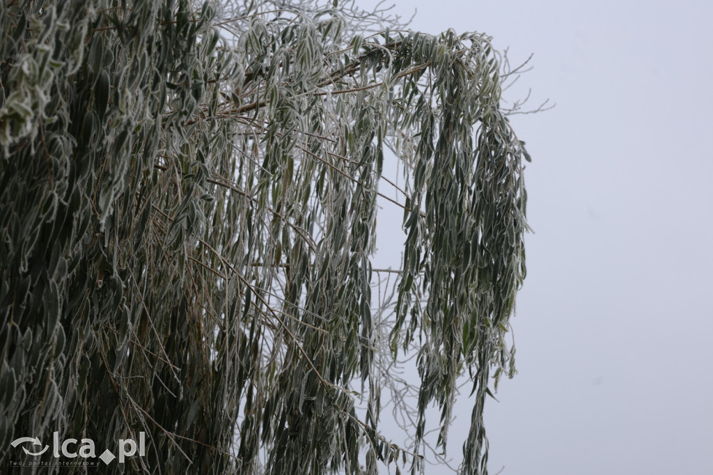 Szadź nad jeziorem i na brzegach Kaczawy
