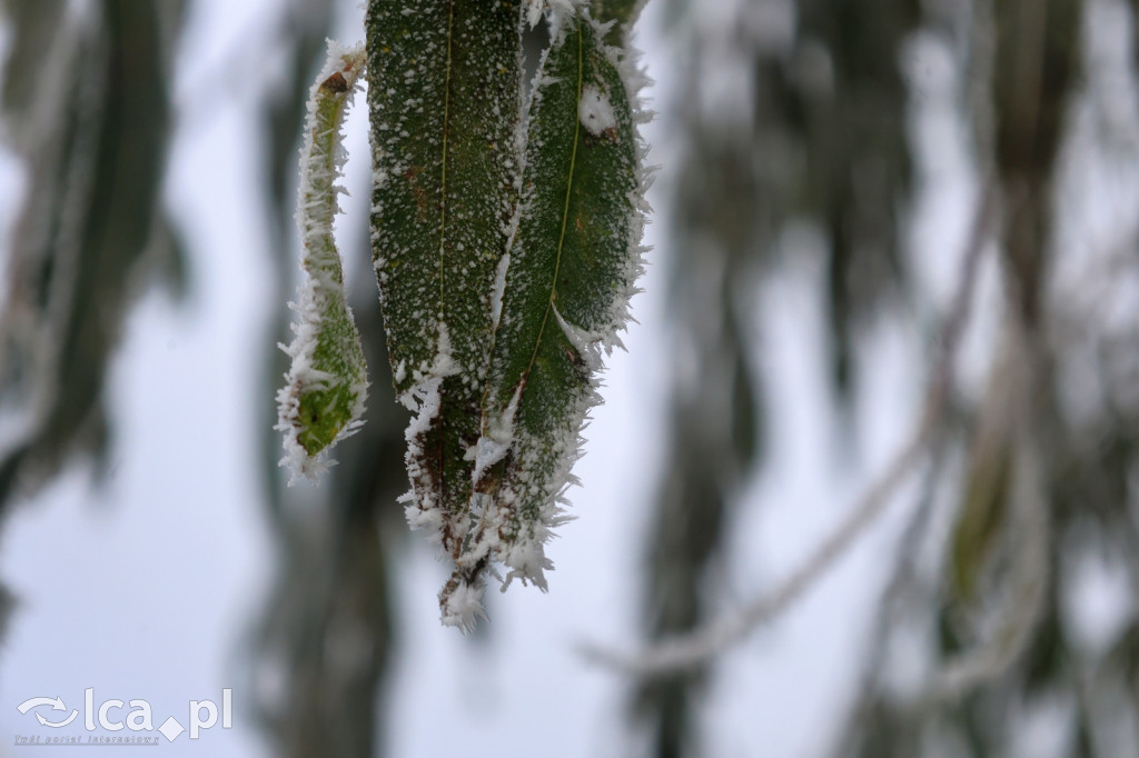 Szadź nad jeziorem i na brzegach Kaczawy
