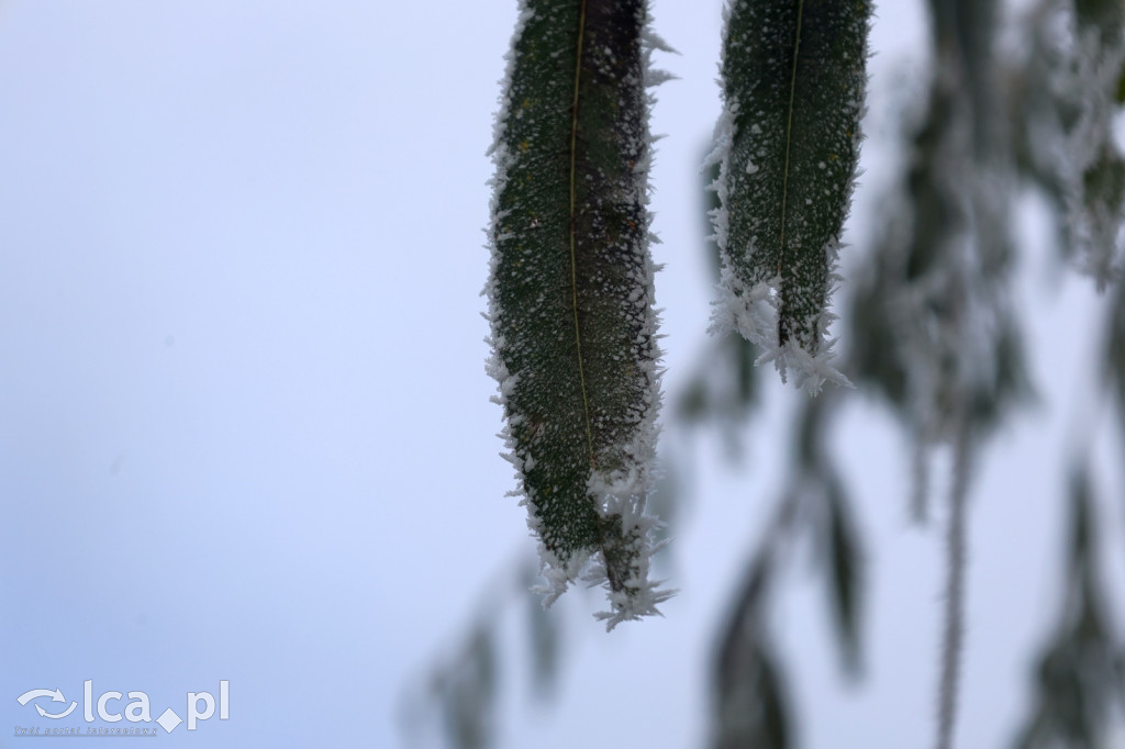 Szadź nad jeziorem i na brzegach Kaczawy