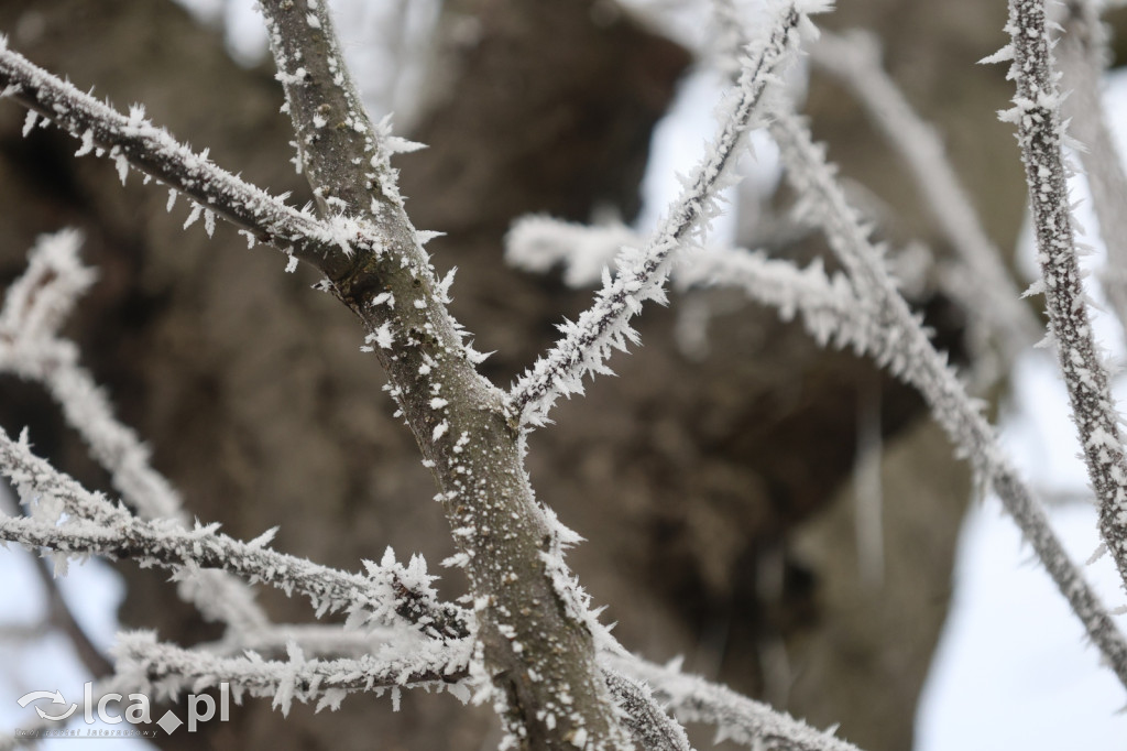 Szadź nad jeziorem i na brzegach Kaczawy