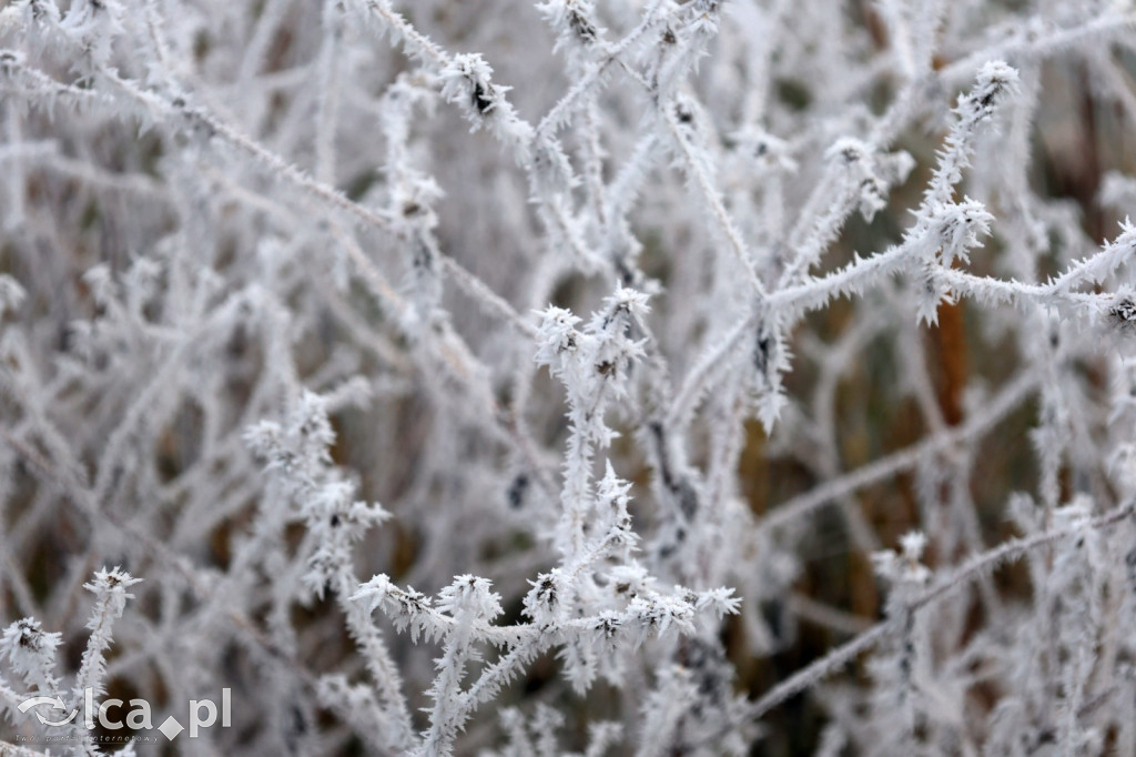 Szadź nad jeziorem i na brzegach Kaczawy