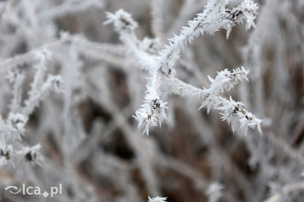 Szadź nad jeziorem i na brzegach Kaczawy