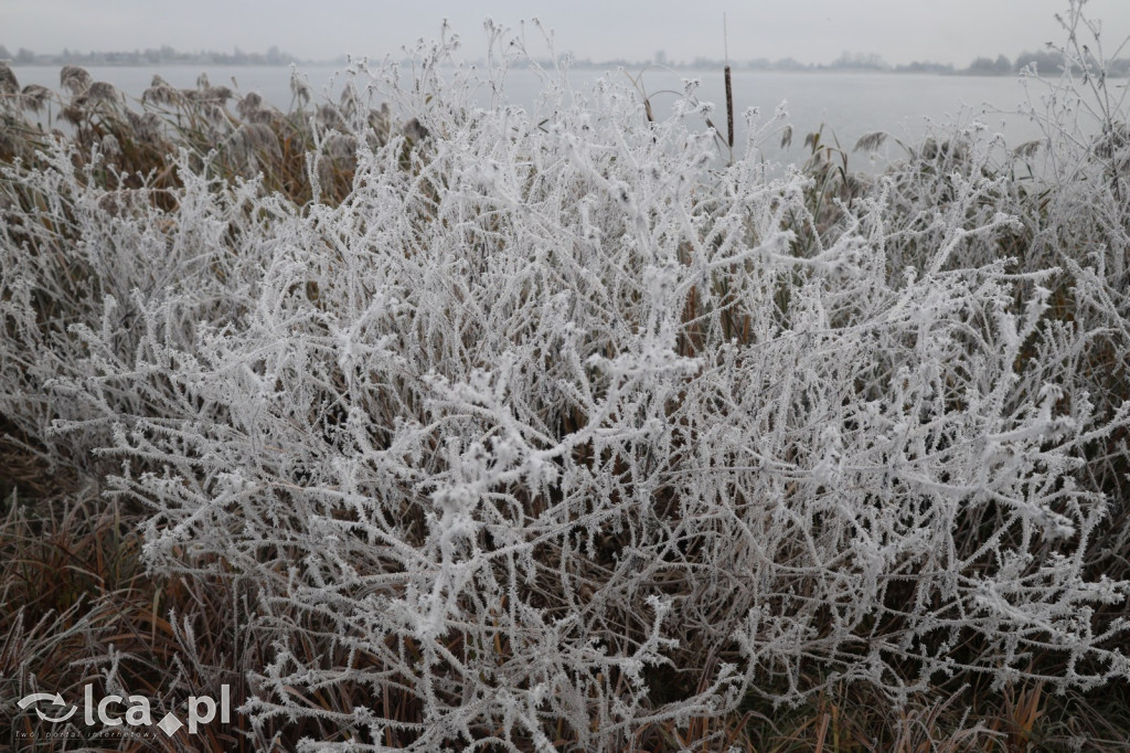 Szadź nad jeziorem i na brzegach Kaczawy