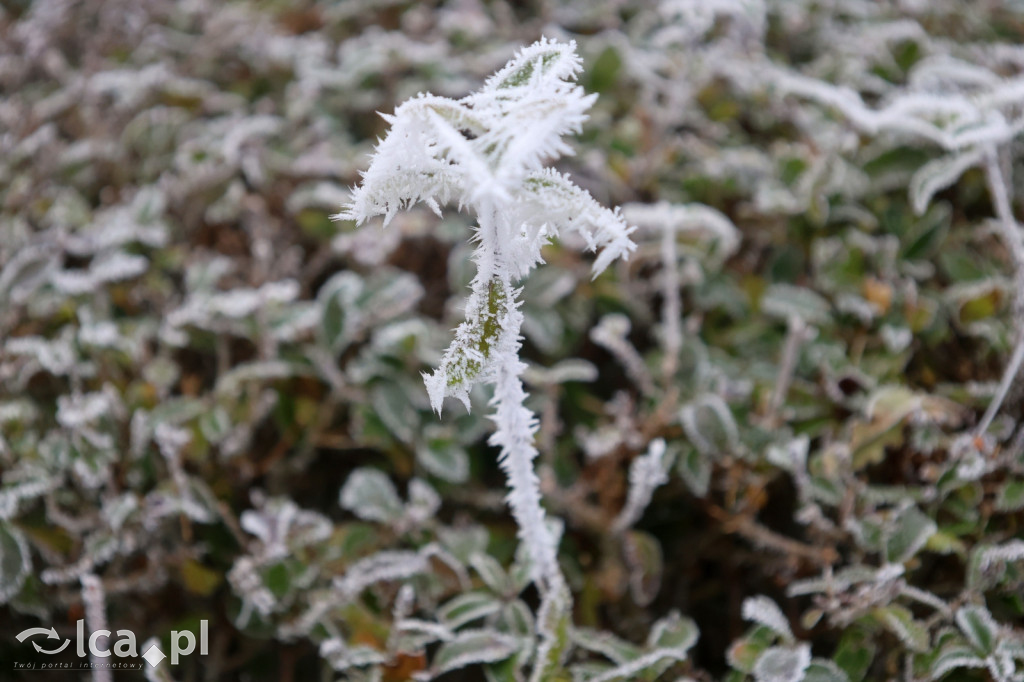 Szadź nad jeziorem i na brzegach Kaczawy