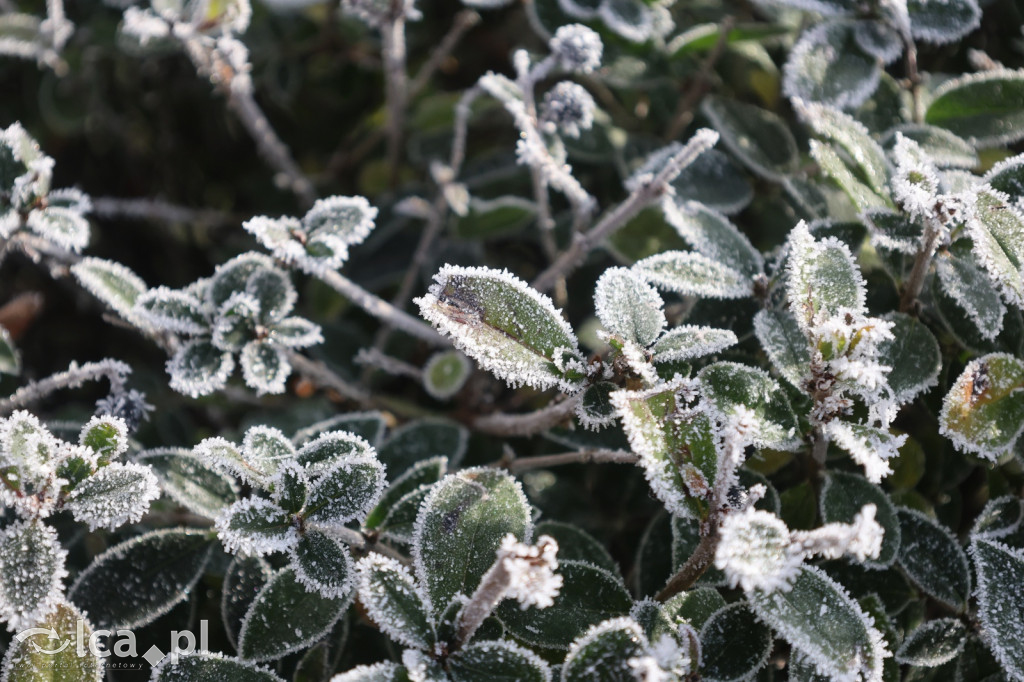 Szadź nad jeziorem i na brzegach Kaczawy