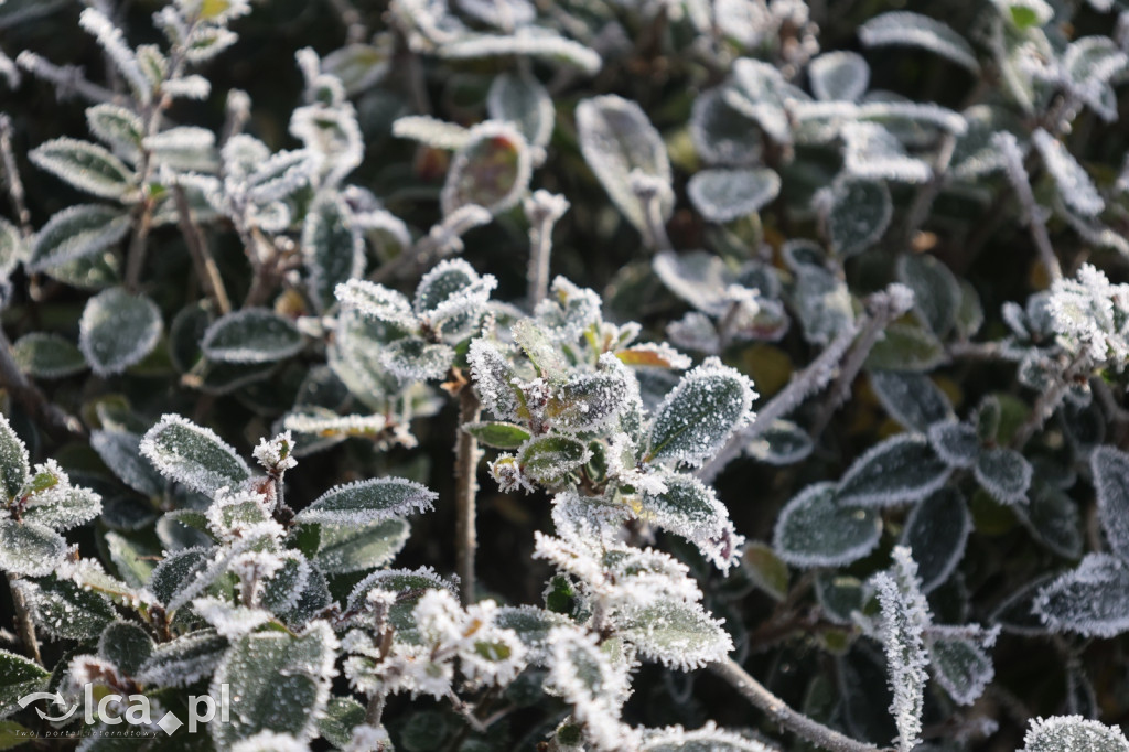 Szadź nad jeziorem i na brzegach Kaczawy
