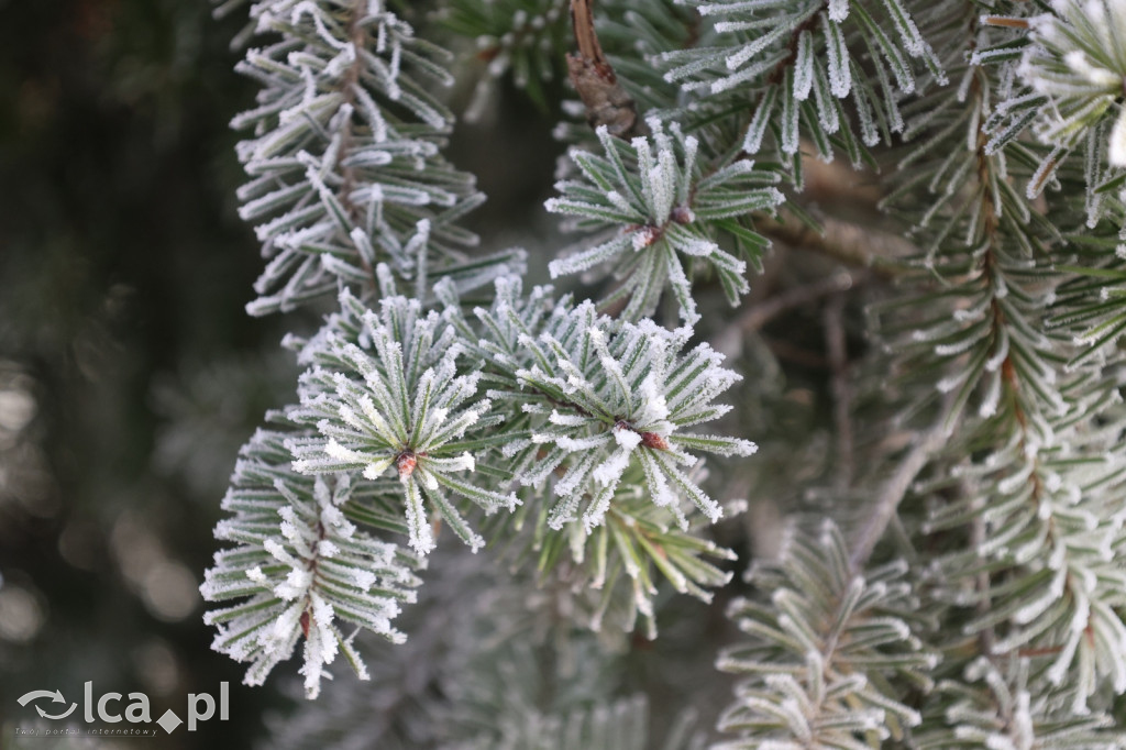 Szadź nad jeziorem i na brzegach Kaczawy