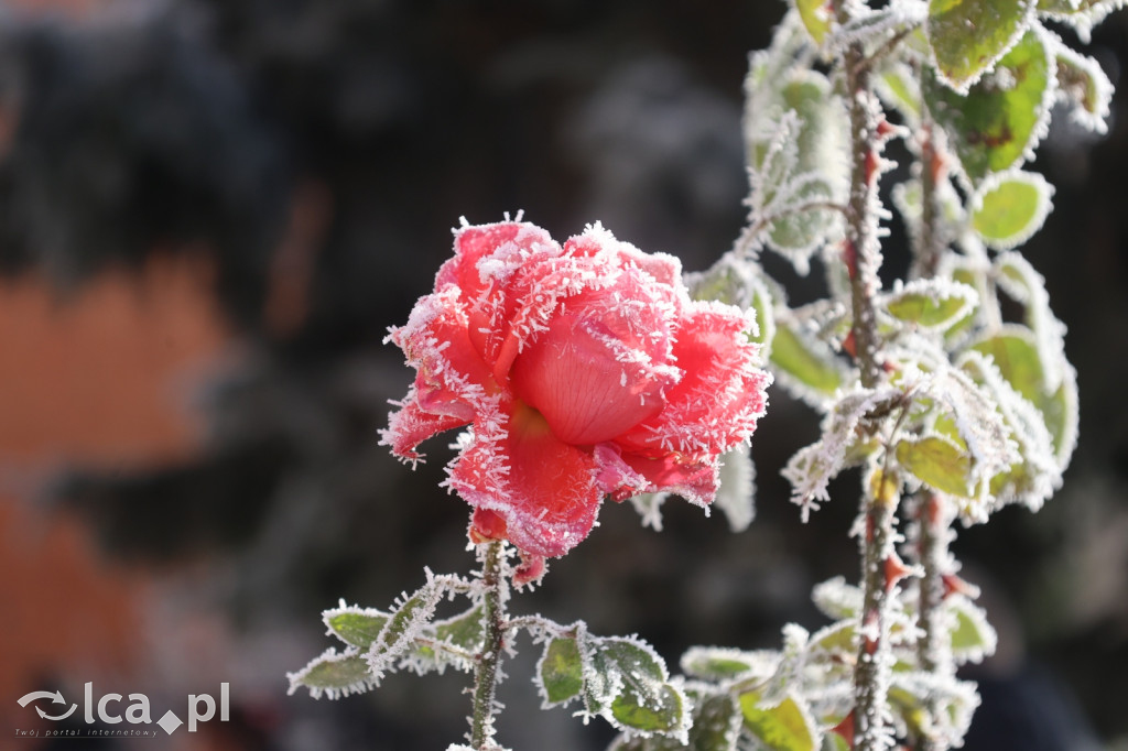 Szadź nad jeziorem i na brzegach Kaczawy