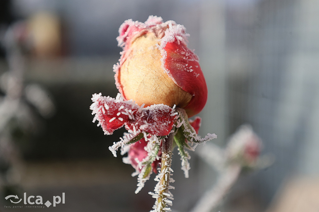 Szadź nad jeziorem i na brzegach Kaczawy