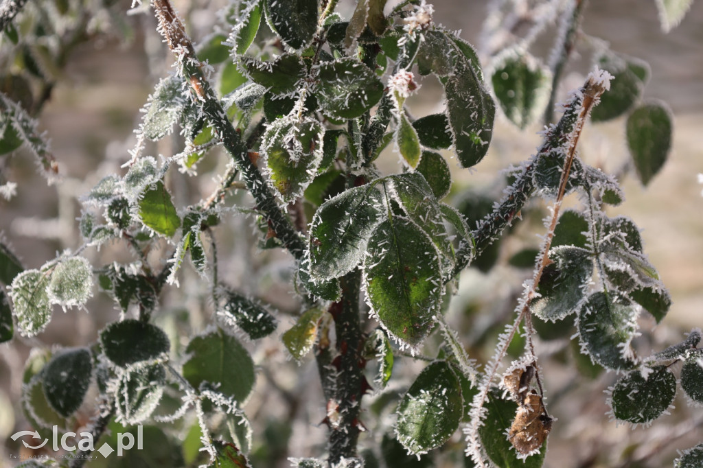 Szadź nad jeziorem i na brzegach Kaczawy