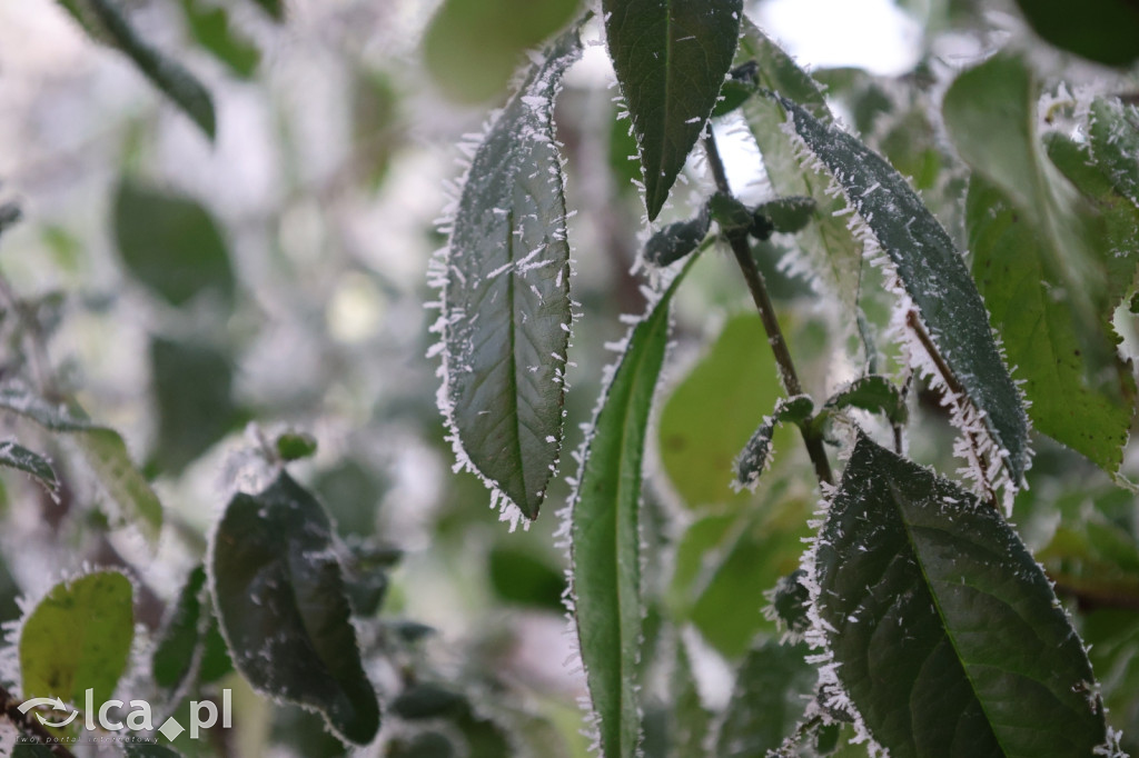 Szadź nad jeziorem i na brzegach Kaczawy